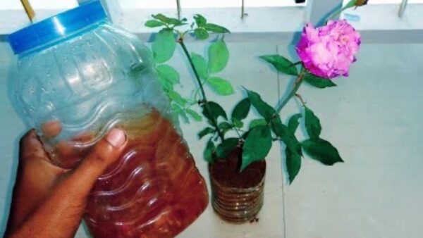 Com uma xícara deste ingrediente por mês você terá plantas luxuriantes por 365 dias