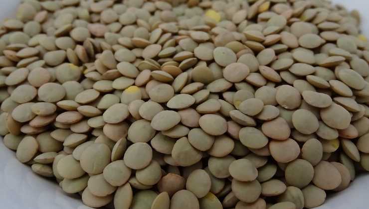 Lentilhas e a planta ganham vida