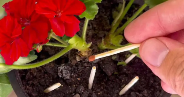 Combinações nas plantas, por que os jardineiros começaram a fazer isso: o verdadeiro motivo