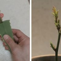 Combine uma folha de Aloe vera e uma muda de rosa. Você ficará surpreso com o resultado!