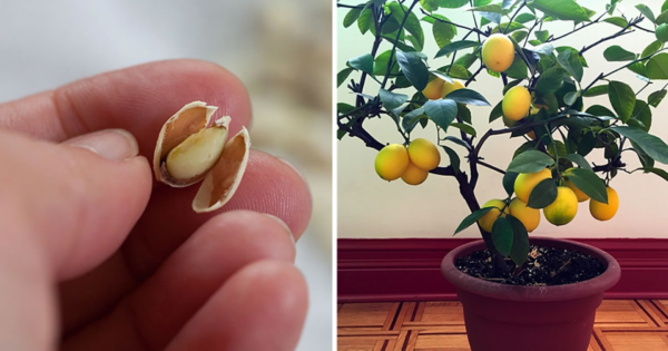 Come piantare un alberello di limone in vaso