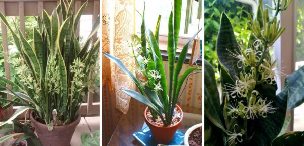 Como ajudar a sansevieria a crescer mais rápido
