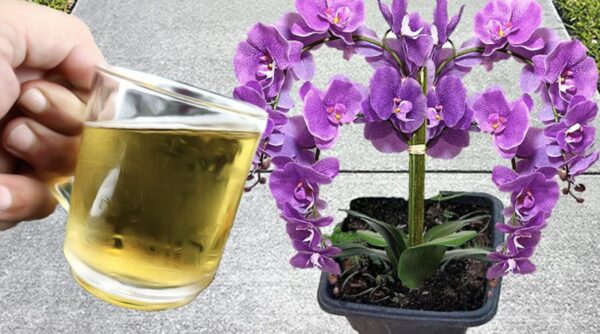 Como alimentar orquídeas com ingredientes naturais: o método fácil e eficaz