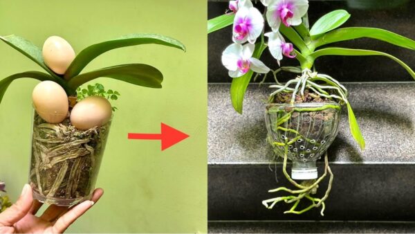 Como alimentar orquídeas corretamente: o método da casca do ovo