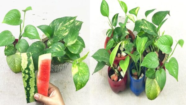 Como alimentar orquídeas: o método natural e eficaz