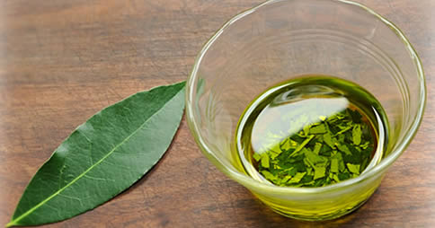 Como aliviar dores articulares, musculares e de reumatismo com infusão de folhas de louro