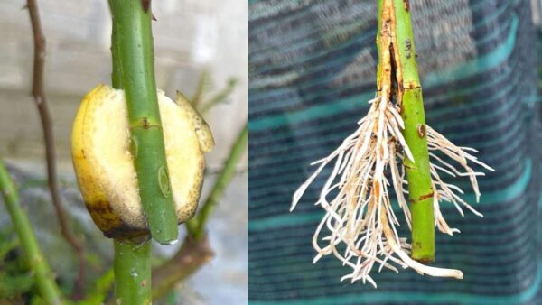 Como arrancar galhos de rosas com bananas, agora qualquer um pode fazer – o método natural