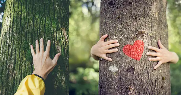 Como as árvores podem ajudar a curar você: o poder de sua energia