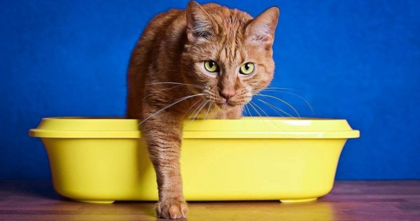 Como atrair um gato para a caixa sanitária: 7 dicas práticas