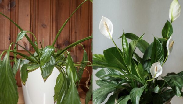 Como aumentar a floração de Spathiphyllum