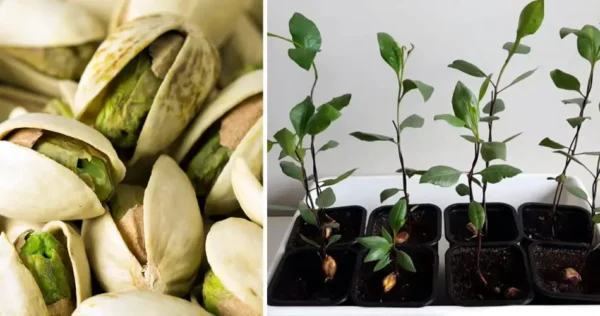 Como brotar e cultivar pistache em vasos