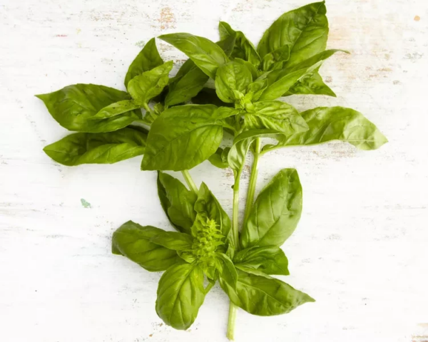 Como colher manjericão para dar sabor fresco à sua cozinha