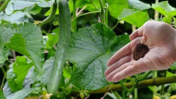 Como conseguir pepinos e tomates que você tem na cozinha usando este ingrediente