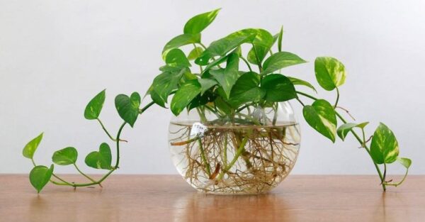 Como crescer na hidrocultura: como mudar as plantas da terra para a agua sem errar