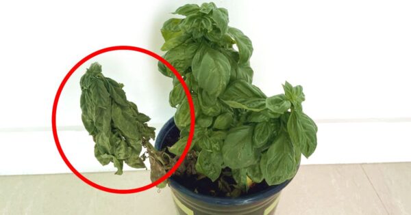 Como cuidar bem das plantas: os erros mais comuns na jardinagem