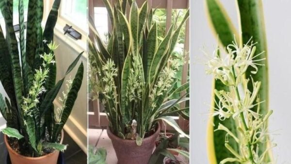 Como cuidar da Sansevieria? Manutenção e irrigação