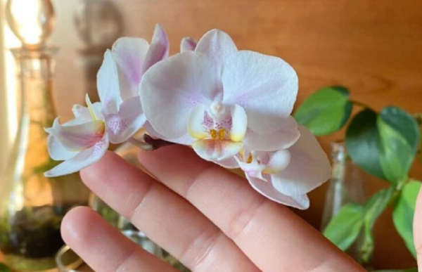 Como cuidar da sua orquídea para que ela floresça imediatamente em setembro?
