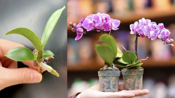 Como cuidar das orquídeas: o método da água para cozinhar o arroz