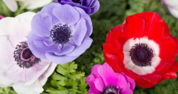 Como cuidar de anêmonas para ter um jardim colorido e bonito?