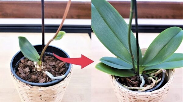 Como cuidar de orquídeas com sabonete de Marselha