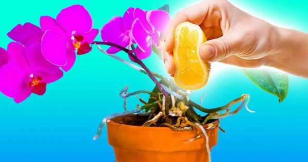 Como cuidar de orquídeas com suco de limão