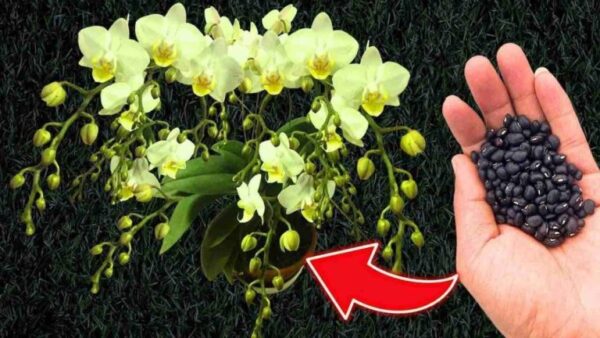 Como cuidar de orquídeas para uma floração constante e garantida