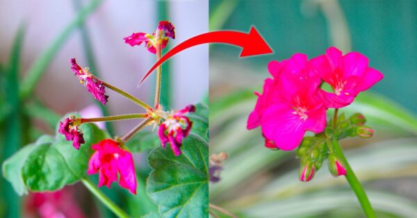 Como cuidar de um gerânio estragado pela chuva