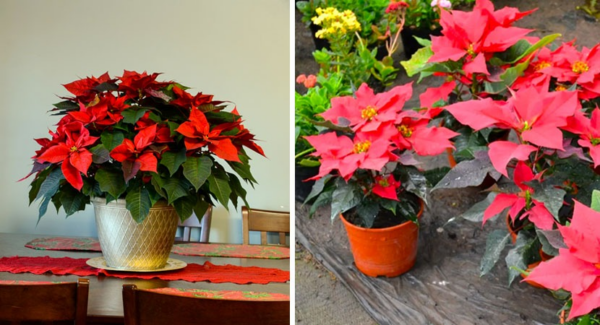 Como cuidar de uma flor de amendoim para que dure o ano todo