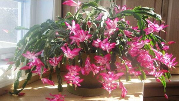 Como cuidar deste cacto de Natal e fazê-lo florescer novamente