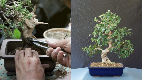 Como cuidar do bonsai em casa: 4 coisas que você absolutamente precisa saber