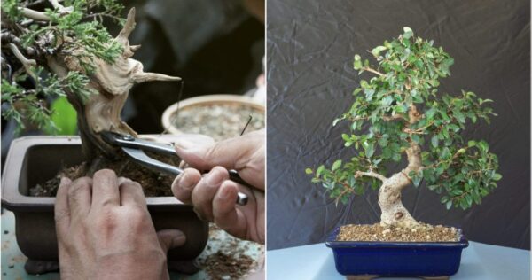 Como cuidar do bonsai em casa: 4 coisas que você absolutamente precisa saber