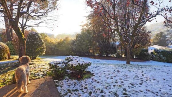 Como cuidar do seu jardim no inverno: descubra os segredos essenciais!