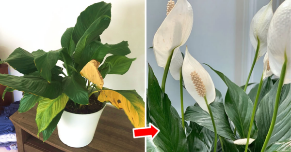 Como cuidar do spathiphyllum para que floresça o ano todo e dure para sempre