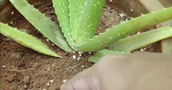 Como cultivar Aloe Vera com sucesso