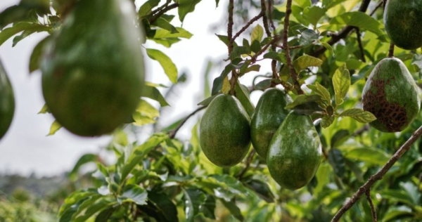 Como cultivar abacate em vasos? Passo a passo para tê-lo em casa