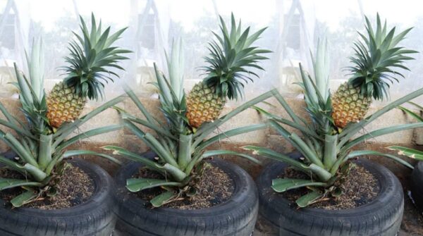 Como cultivar abacaxi com um método muito simples