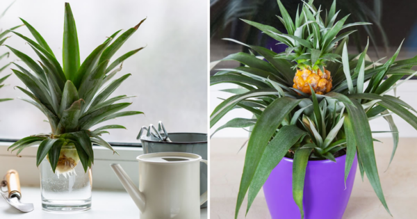 Como cultivar abacaxi em casa para nunca mais precisar comprá-lo
