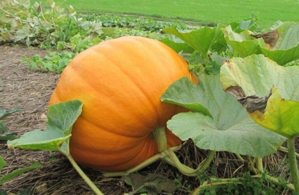 Como cultivar abóboras, Potimarons ou outras abóboras a partir de sementes