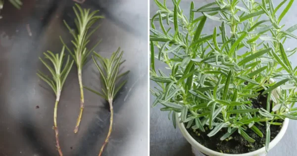 Como cultivar alecrim rapidamente a partir de um raminho