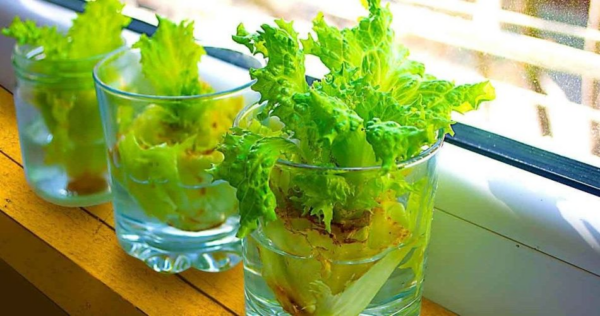 Como cultivar alface com sobras?