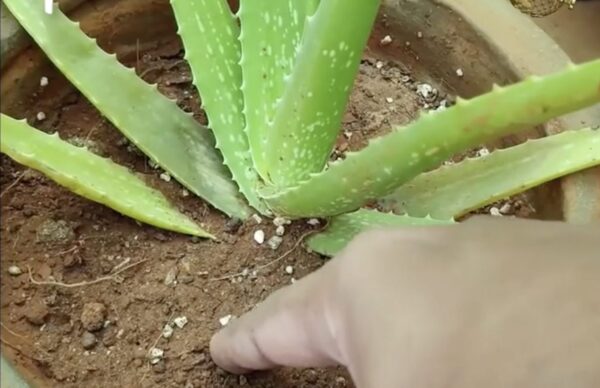 Como cultivar aloe vera com sucesso