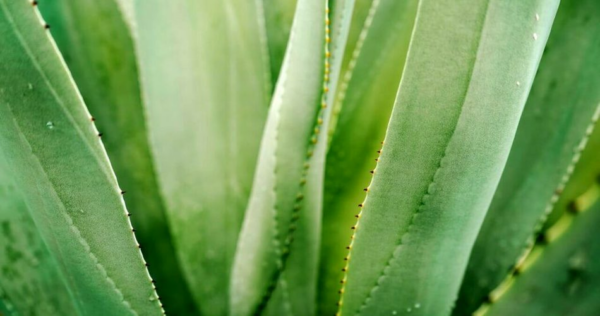 Como cultivar aloe vera e ter uma planta maravilhosa ao seu alcance