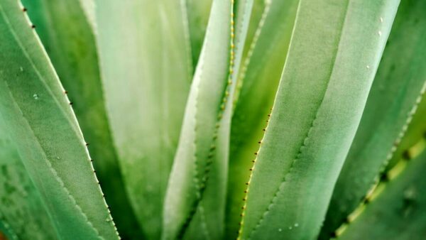 Como cultivar aloe vera e ter uma planta maravilhosa em mãos