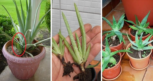 Como cultivar aloe vera em casa e ter um suprimento infinito