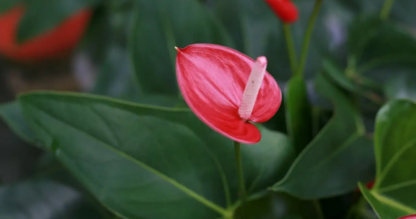 Como cultivar antúrio em casa? Segredos para fazê-lo crescer espetacularmente