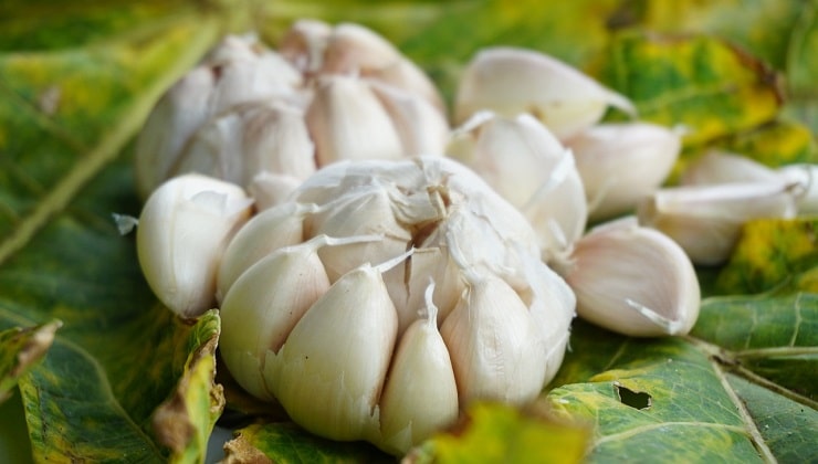 cabeças de alho