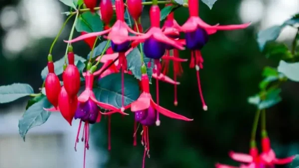 Como cultivar e cuidar das fúcsia?