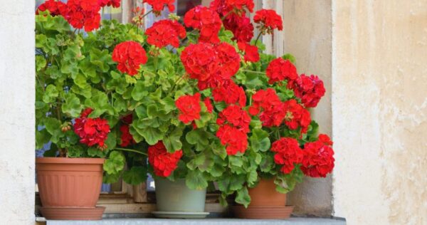 Como cultivar e cuidar de gerânios