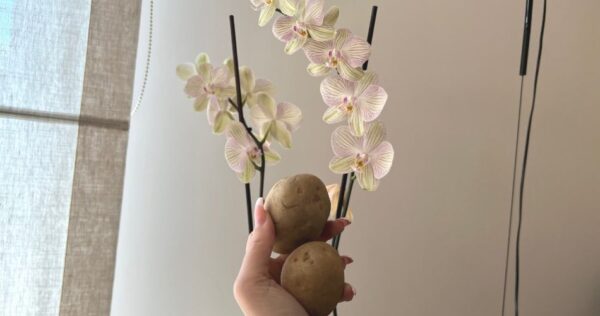 Como cultivar e cuidar de orquídeas em casa: você vai tê-las como as dos viveiros