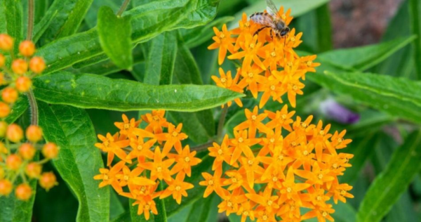 Como cultivar erva borboleta em seu jardim